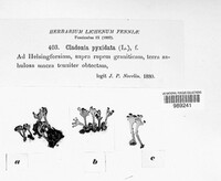 Cladonia pyxidata image